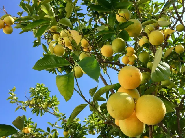BookNoFees: Εστιατόριο – Citrus Vienna – Vienna – Citrus Βιέννη, φωτογραφία 2