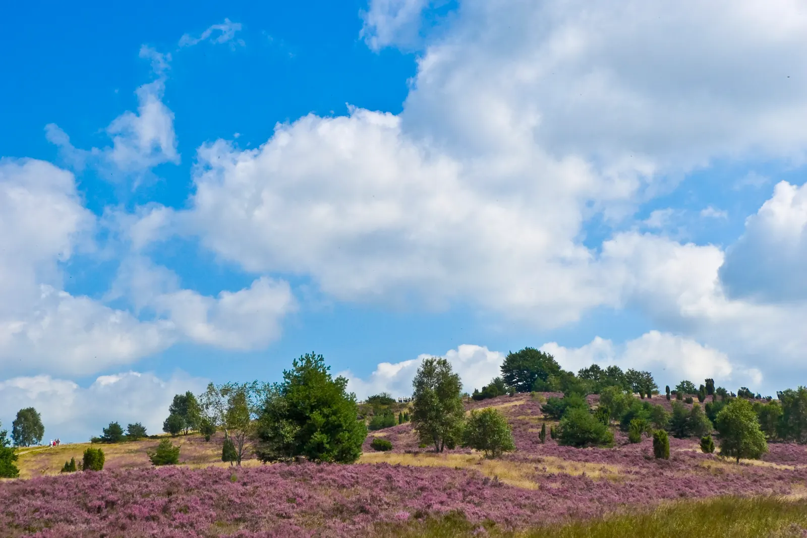 BookNoFees Aşağı Saksonya Rehberi, Almanya: Lüneburg Heath’teki Wilseder Berg’de yer alan fundalık alan.